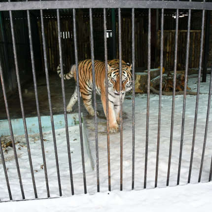 В Самарской области появится ещё один зоопарк