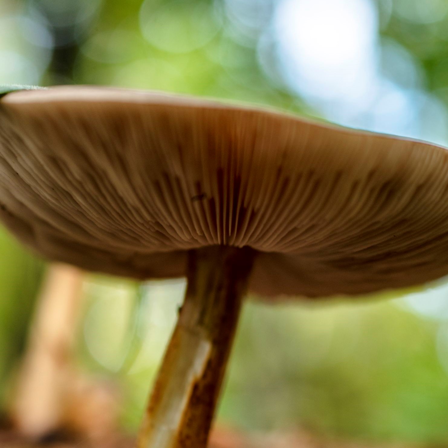 «Зонтики» тоже можно есть: самарские селебрити оценили необычные грибы